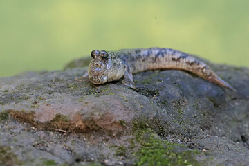 A barred mudskipper fish resting on a weathered log at the edge of a river mouth. This fish, which is mostly done in the mud, has the scientific name Periophthalmus argentilineatus.