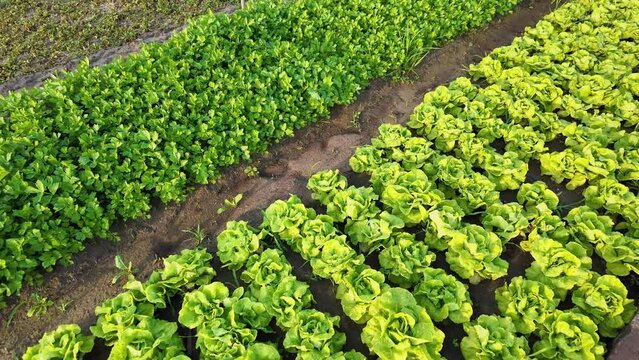 Rows of lush green lettuce and parsley in an organic vegetable garden with rich soil, showcasing sustainable agriculture concepts
