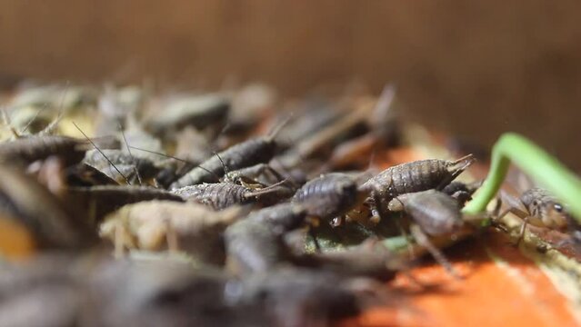 Close-up view, cultivation of crickets or Gryllidae, in traditional Indonesian farms. with soft focus in the background