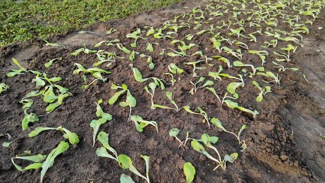 Young vegetable sprouts growing in rich soil, depicting early stages of agriculture and sustainable farming concepts