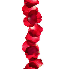 red rose petals falling vertically inline on an isolated background