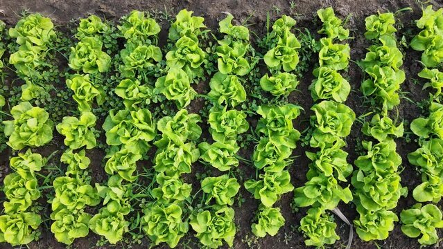 Rows of fresh green lettuce growing in fertile soil, showcasing sustainable agriculture or organic farming concepts