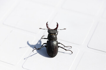A beetle deer sits on a white plastic chair. Close-up.