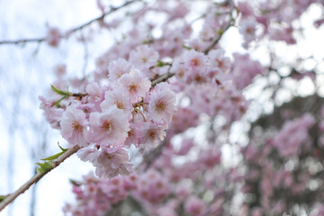 ピンク色の桜の花木で花見、日本の春
