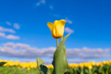 Yellow tulips on the blue sky background. Floral background. A field with tulips. Clear sky. Agricultural season in the Netherlands. - 739799370