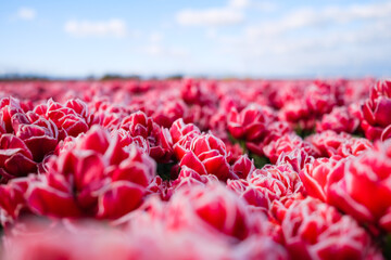 Red tulips and the blue sky background. Floral background. A field with rows of tulips.  Clear sky. Beginning of the agricultural season in the Netherlands. - 739799395