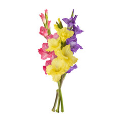Yellow pink purple gladiolus flower stems isolated on transparent background