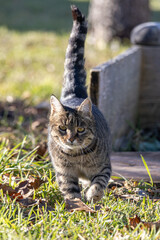 cat walking in the garden feels like a wild tiger