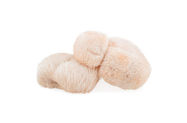 lion mane mushroom isolated on white background.
