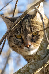 portrait of cat on a tree looking angry