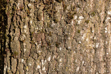 bark of a tree texture with details