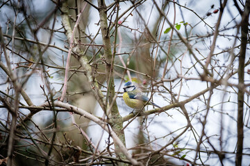 La mésange bleue
