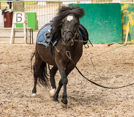 black horse training in the park.