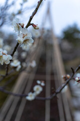 白い梅の花と雪吊り