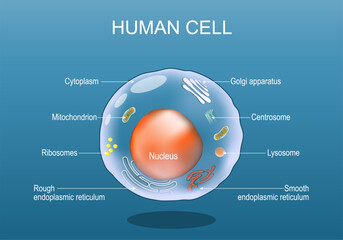 Human cell anatomy. Structure of a eukaryotic cell.