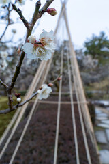 白い梅の花と雪吊り