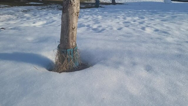 Use of plastic protection against damage by mice in winter. Protecting fruit trees from rodents in winter