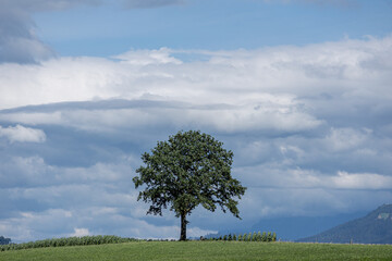 tree on the field on a hill under clouds and blue sky 