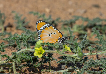 plain tiger or African monarch
