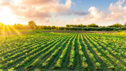 beautiful view in a green farm field with rows of rural plants and vegetables with amazing sunset...