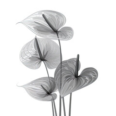 Abstract Anthurium petals, black and white illustration. Illustration for design, for paintings