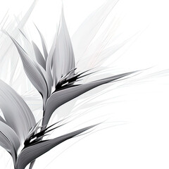 Abstract Bird of Paradise (Royal strelitzia) petals, black and white illustration. Illustration for design, for paintings