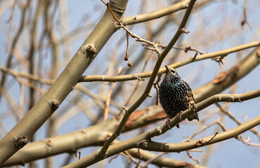 A kind of grackle bird looking up