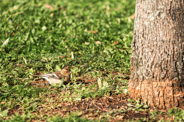 A sparrow looking for feed in the grass