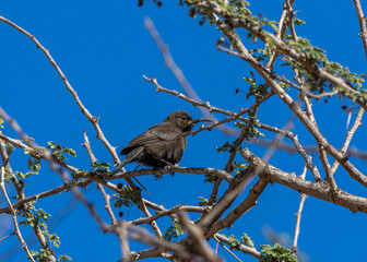 shining sunbird