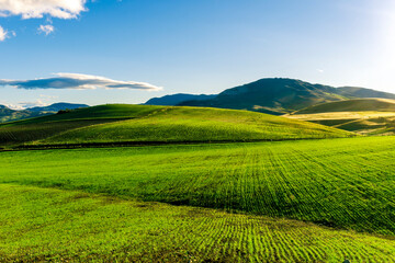 Green spring landscape with field and grass. Fairytale minimalist landscape with young growth on green background. Natural rural landscape in green.
