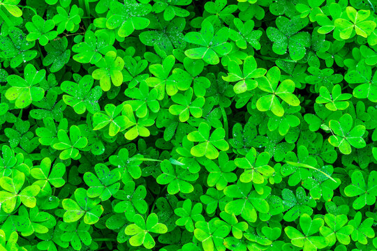 green garden clover texture closeup, forest nature background pattern of shamrock, spring fresh trefoil green ground backdrop macro