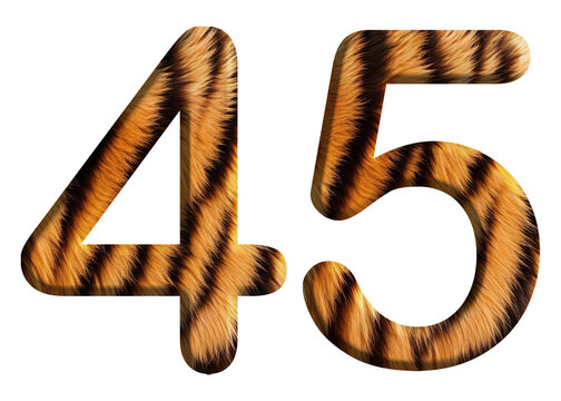 The shape of the number 45 is made of tiger fur or tiger skin isolated on transparent background. suitable for birthday, anniversary and memorial day templates
