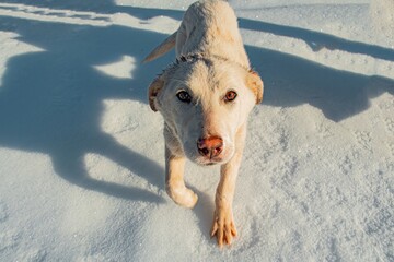 beautiful white little dog in the mountains