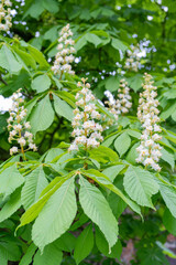 Chestnut Flowers, Horse Chestnut Tree Flower Background, Spring Blossoms in City Park