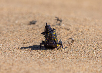 Acridium vittatum
