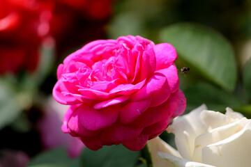 Close up shot of Beautiful Roses