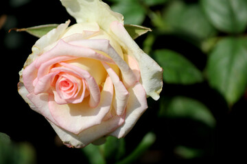 Close up shot of Beautiful Roses
