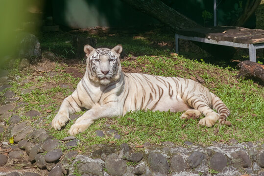 White big tiger of Panthera tigris bengalensis in the zoo