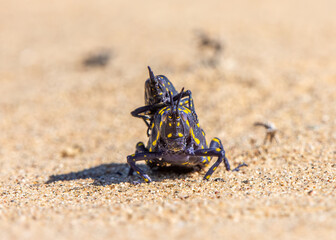 Acridium vittatum

