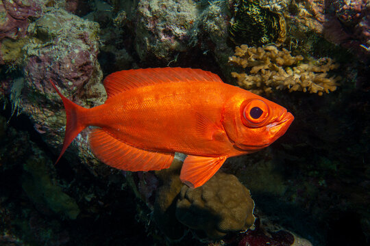 Gro&szlig;augenbarsch - Priacanthidae im Roten Meer