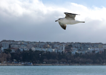 Fototapeta na wymiar A seagull flying over the Bosphorus
