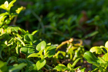 Sunshine on the green leaves
