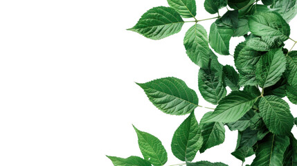 Green leaves  isolated on transparent and white background.PNG image