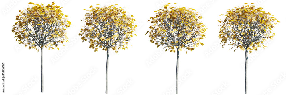 Wall mural isolated trees gardening,acer globosum tree on transparent background.3d rendering png - Wall murals
