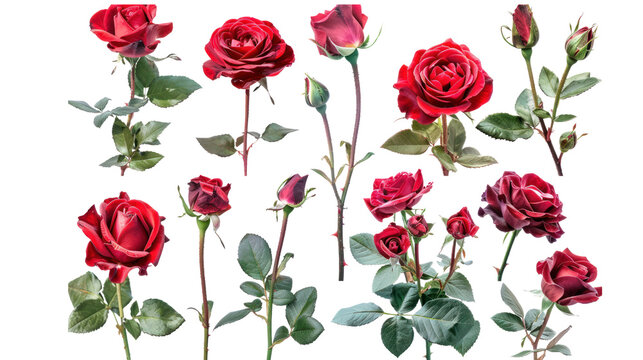 collage of red roses isolated on transparent and white background.PNG image