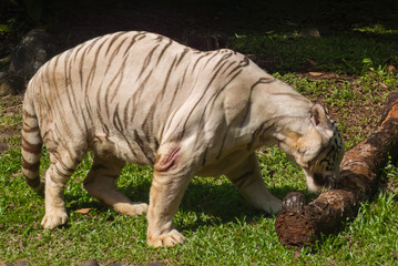 White big tiger of Panthera tigris bengalensis in the zoo