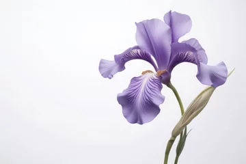 Möbelaufkleber Iris flower isolated on white background © Ari