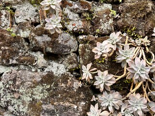 ボタニカルな背景、レンガに這う植物