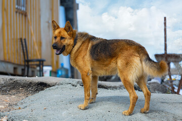 beautiful German Shepherd guarding the house