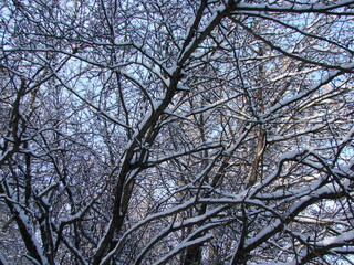 Looking up at sunny winter white blue sky through snow covered frozen forest tree tops.